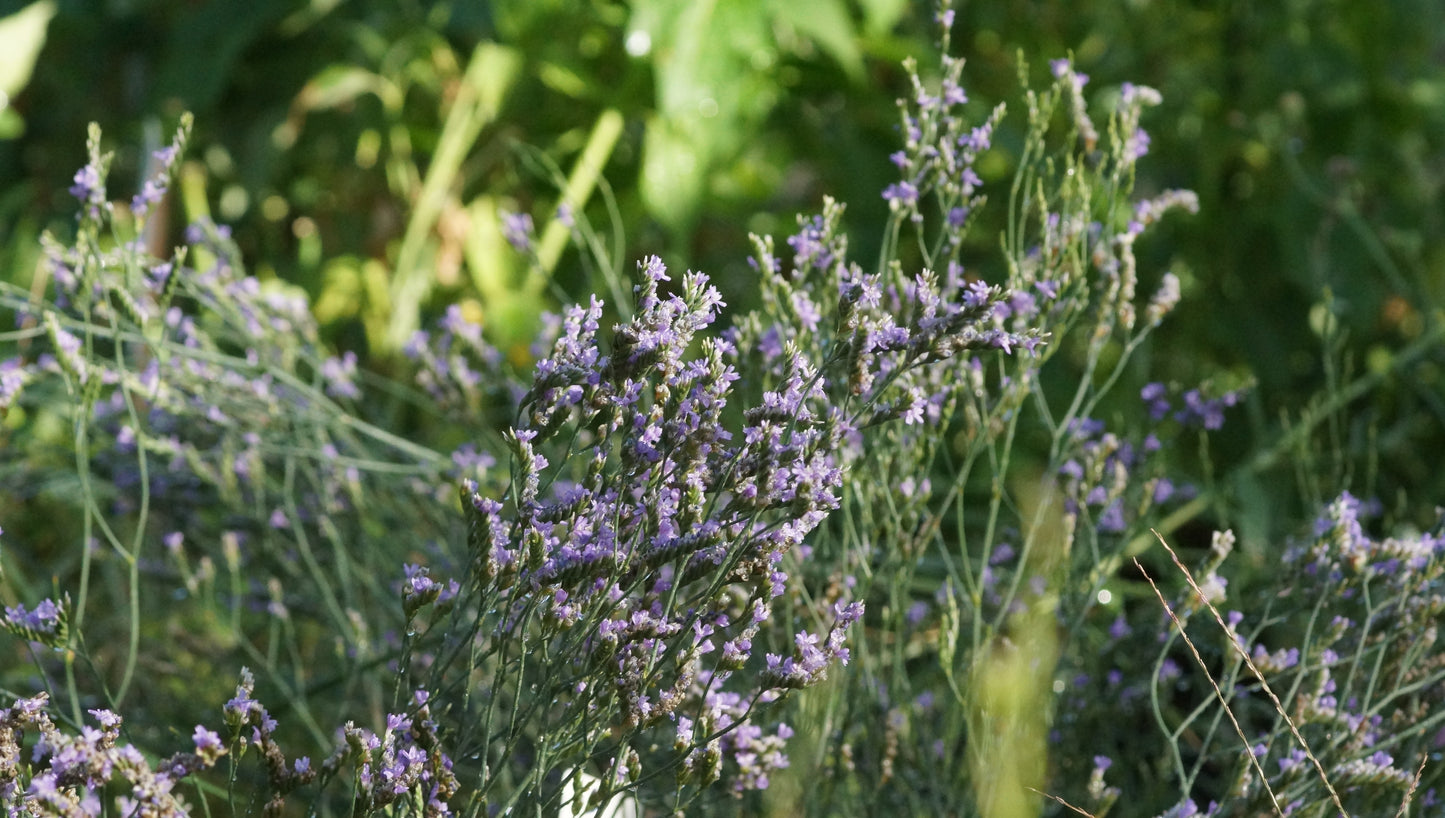 Limonium speciosum 'Blauer Diamant' - Strandflieder