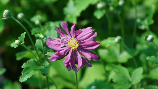 Anemone Japonica-Hybride 'Prinz Heinrich' - Herbst-Anemone