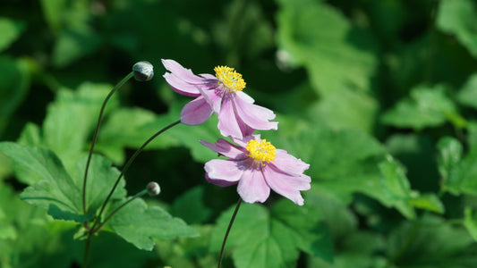 Anemone tomentosa 'Serenade' - Herbst-Anemone