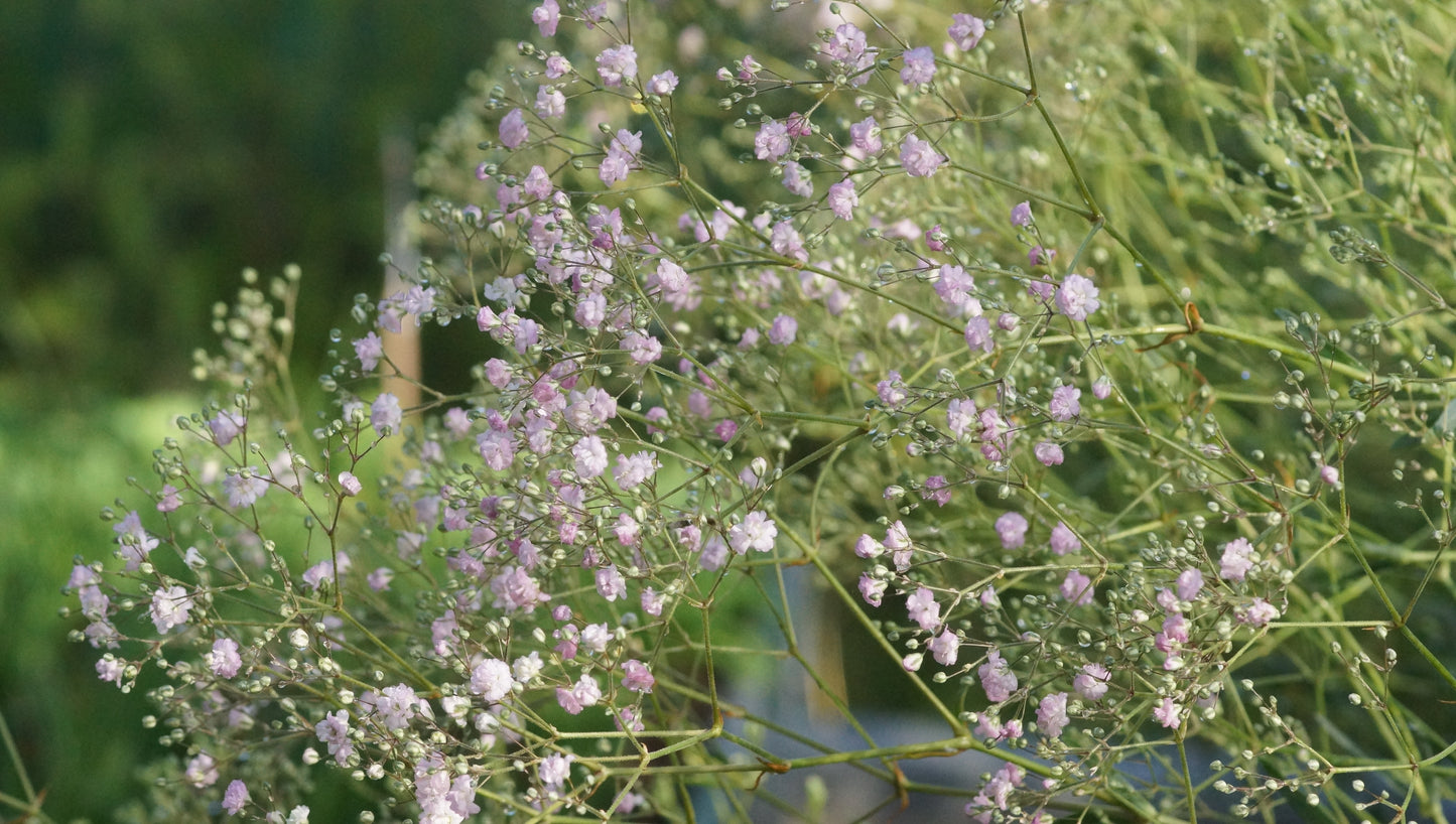 Gypsophila paniculata 'Flamingo' - Rispiges Schleierkraut