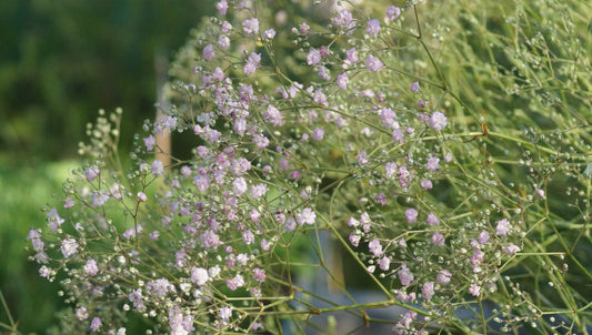 Gypsophila paniculata 'Flamingo' - Rispiges Schleierkraut