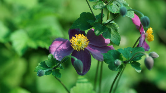 Anemone hupehensis 'Splendens' - Herbst-Anemone