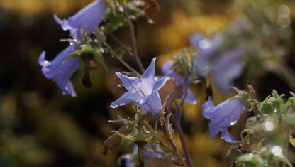 Campanula zangezura - Steinglocke