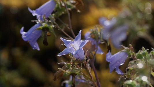 Symphyandra zanzegura - Steinglocke
