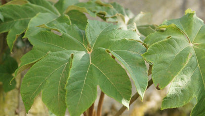 Tetrapanax papyrifer 'Rex' - Reispapierbaum