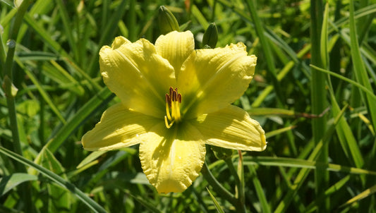 Hemerocallis Hybride 'Green Flutter' - Taglilie