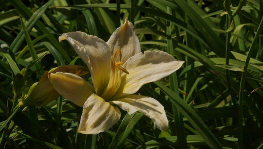 Hemerocallis Hybride 'Arctic Snow' - Taglilie