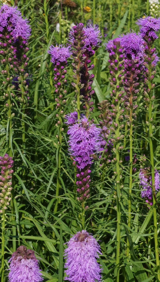 Liatris spicata 'Kobold' - Prachtscharte