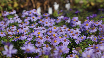 Aster dumosus 'Prof. Anton Kippenberg - Kissen-Aster