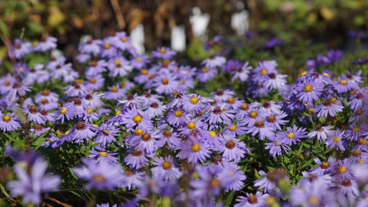 Aster dumosus 'Prof. Anton Kippenberg - Kissen-Aster