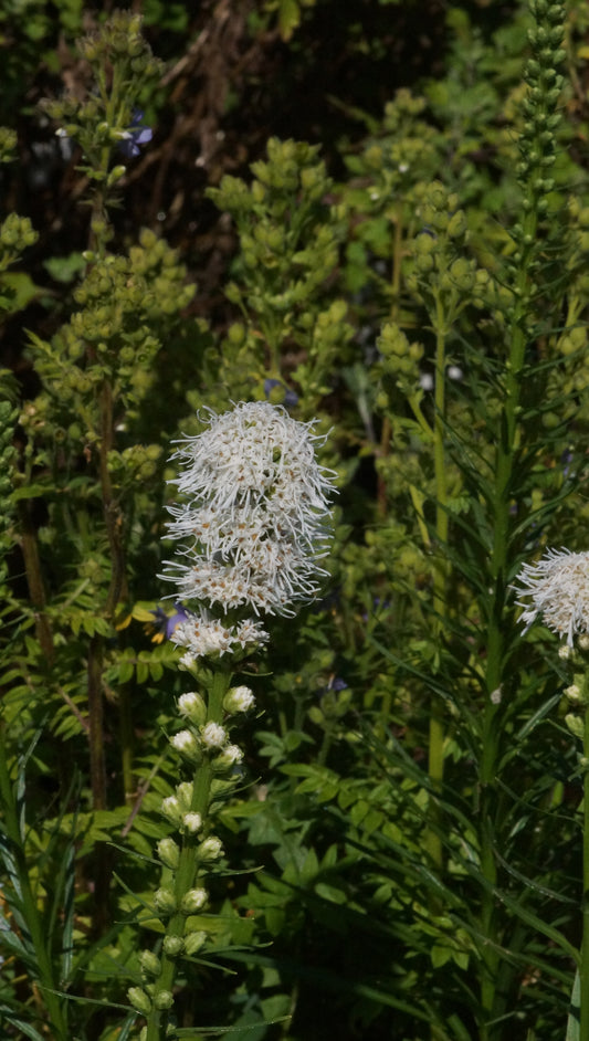 Liatris spicata 'Floristan White' - Weisse Prachtscharte