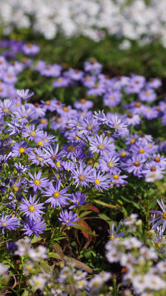 Aster dumosus 'Mittelmeer' - Kissen-Aster