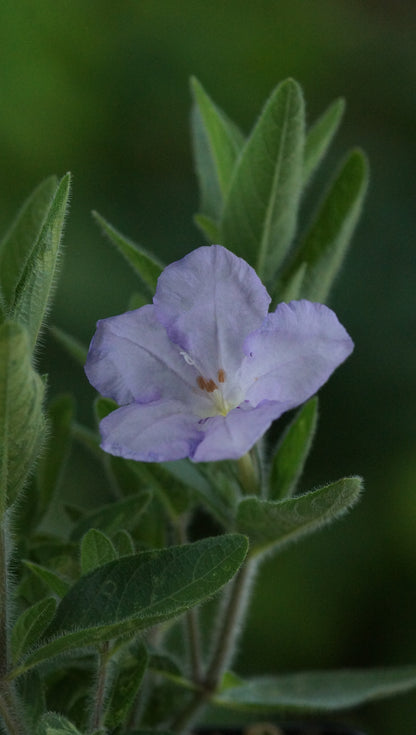 Ruellia humilis - Behaarte Ruellie