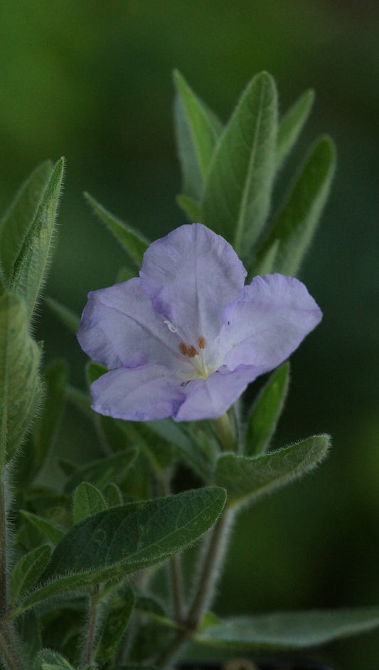 Ruellia humilis - Behaarte Ruellie