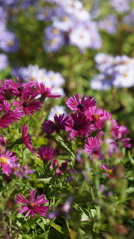 Aster dumosus 'Jenny' - Kissen-Aster