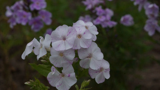 Phlox paniculata 'Marmorkuchen' - Hoher Stauden-Phlox