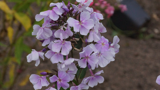 Phlox paniculata 'Fallschirmseide' - Hoher Stauden-Phlox