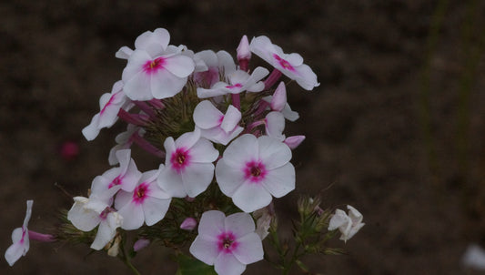 Phlox paniculata 'Graf Zeppelin' - Hoher Stauden-Phlox