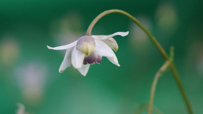 Anemonopsis macrophylla - Japan-Scheinanemone