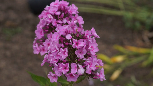 Phlox paniculata 'Fundevogel' - Hoher Stauden-Phlox