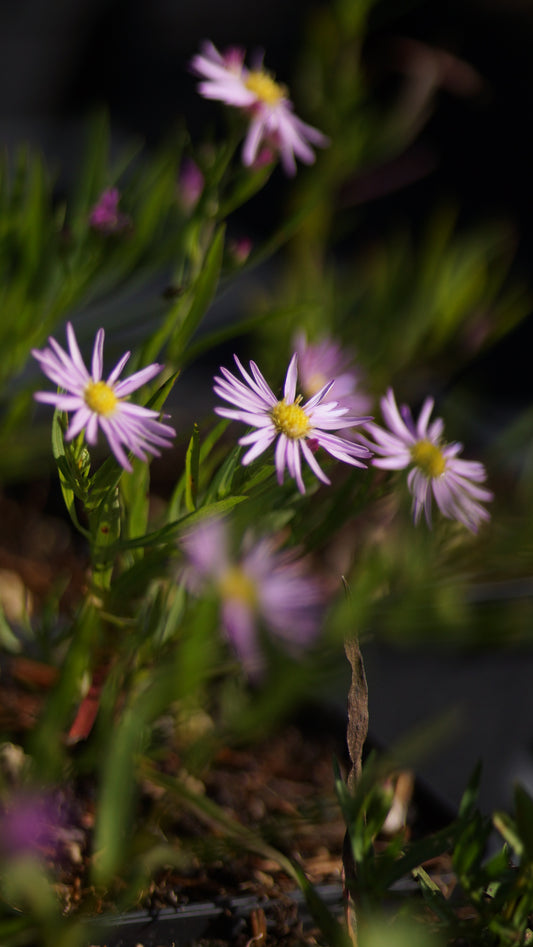 Aster pringlei 'Pink Star' - Myrten-Aster