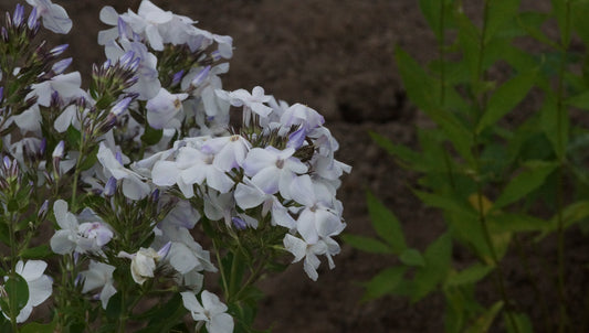 Phlox paniculata 'Schneerausch' - Hoher Stauden-Phlox