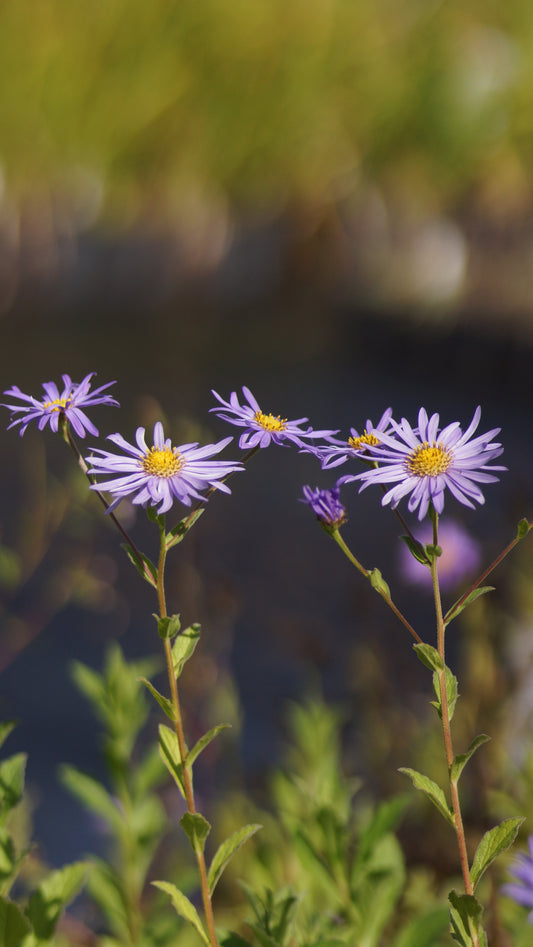 Aster x frikartii 'Mönch' - Frikarts Aster