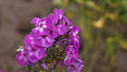 Phlox paniculata 'Laura' - Hoher Stauden-Phlox