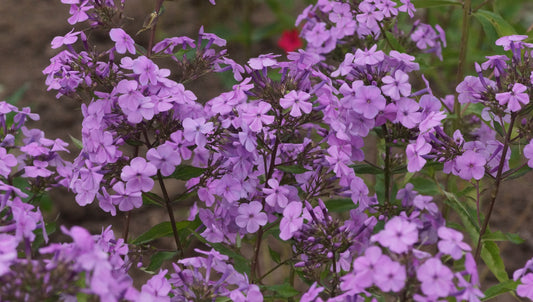 Phlox paniculata 'Morgengrauen' - Hoher Stauden-Phlox