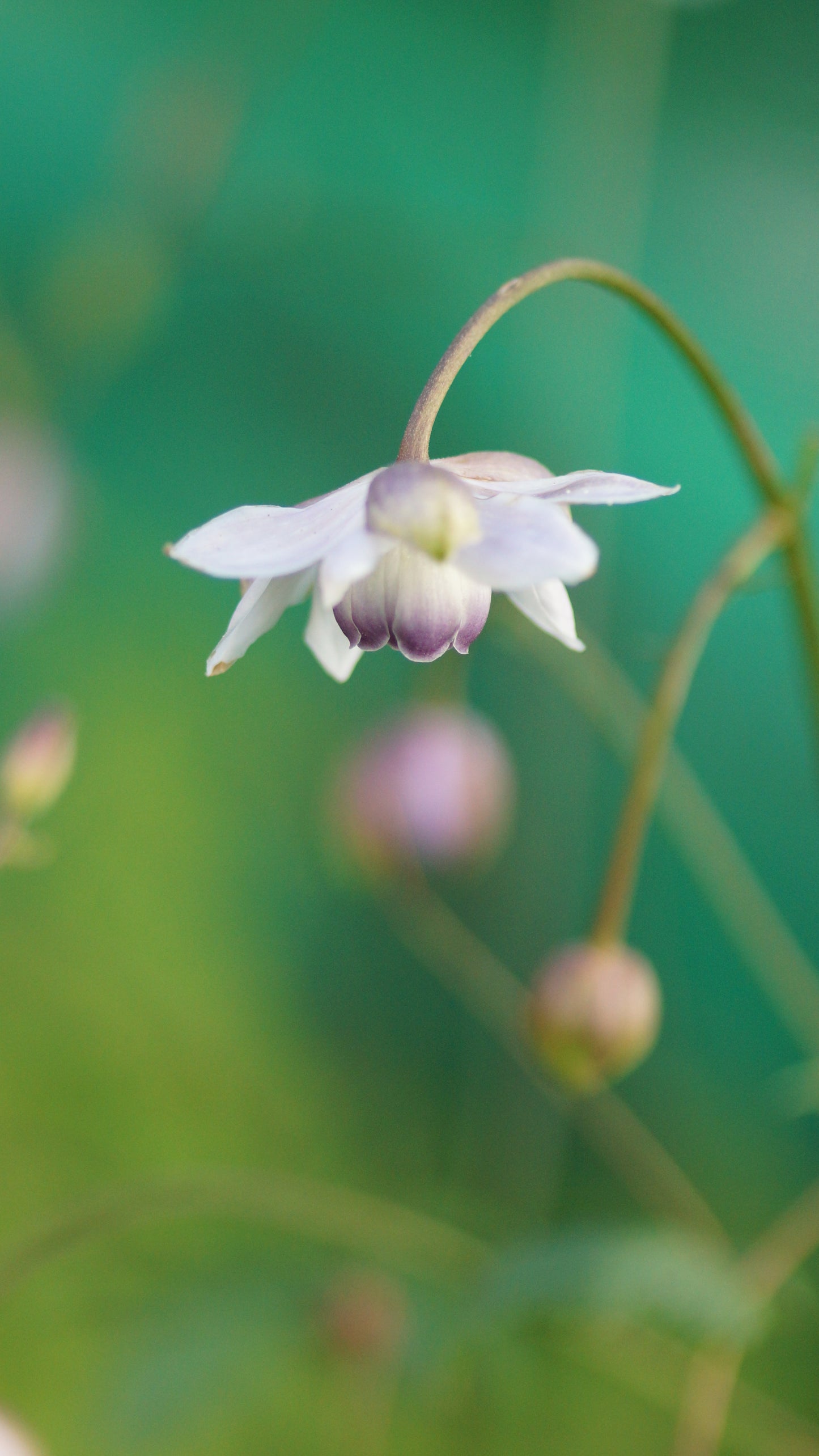 Anemonopsis macrophylla - Japan-Scheinanemone
