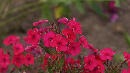 Phlox paniculata 'Red Riding Hood' - Hoher Stauden-Phlox