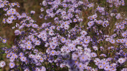 Aster laevis 'Blaulicht' - Glatte Aster