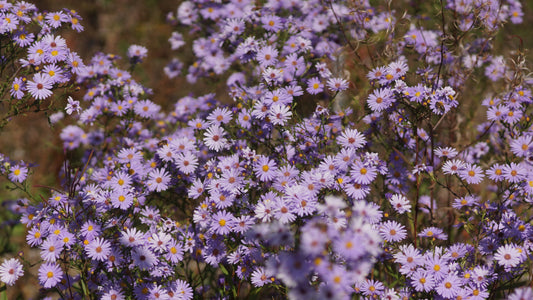 Aster laevis 'Blaulicht' - Glatte Aster