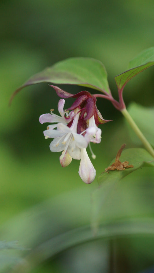 Leycesteria formosana - Karamellbeere