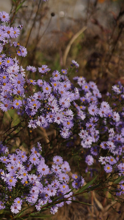 Aster laevis 'Blaulicht' - Glatte Aster