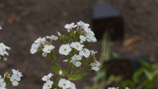 Phlox paniculata 'Chione' - Hoher Stauden-Phlox
