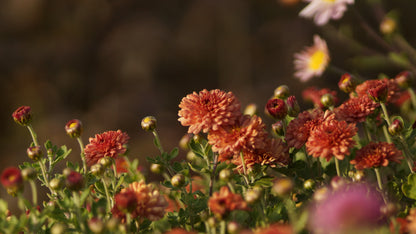Chrysanthemum Indicum-Hybride 'Herbstbrokat' - Herbst-Chrysantheme