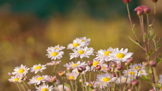 Chrysanthemum Indicum-Hybride 'Hebe' - Herbst-Chrysantheme