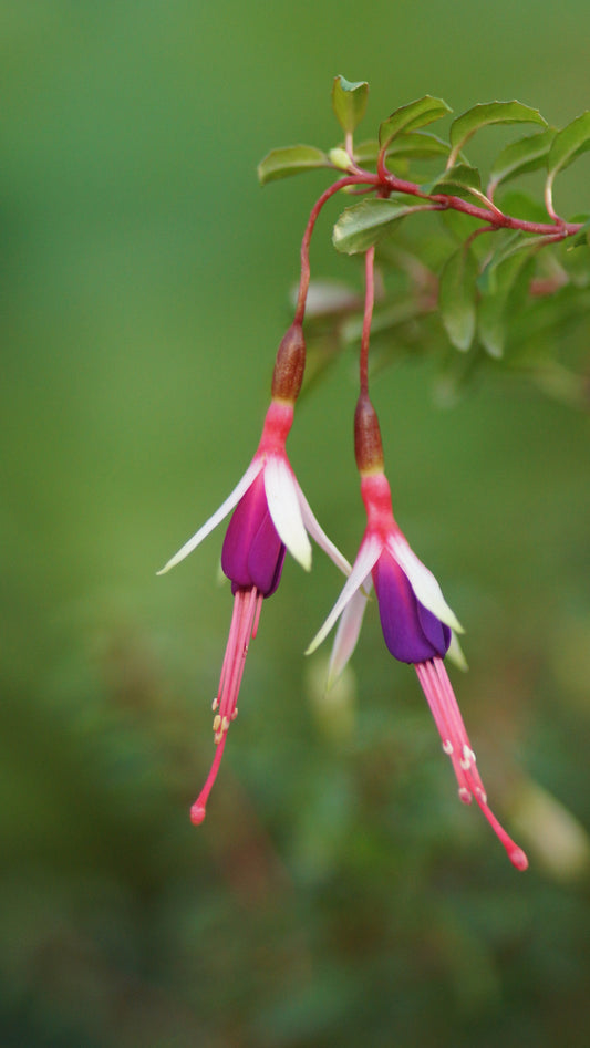 Fuchsia magellanica 'Arauco' - Freiland-Fuchsie
