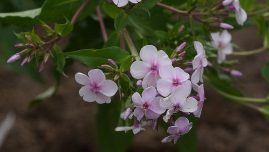 Phlox paniculata 'König Drosselbart' - Hoher Stauden-Phlox