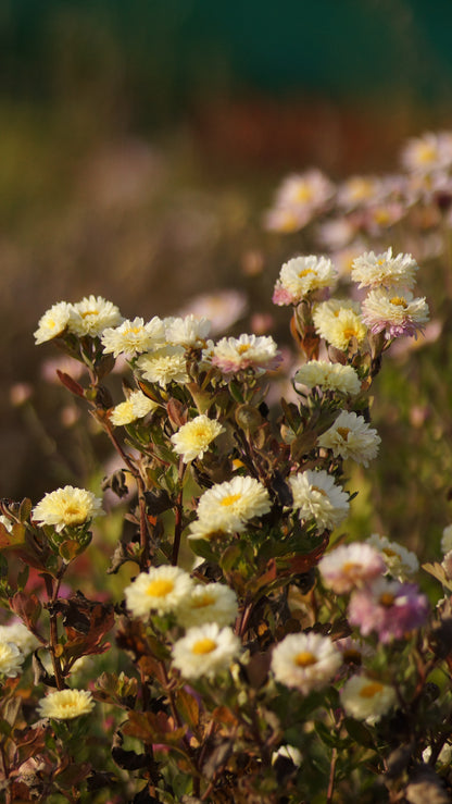 Chrysanthemum Indicum-Hybride 'Poesie' - Herbst-Chrysantheme