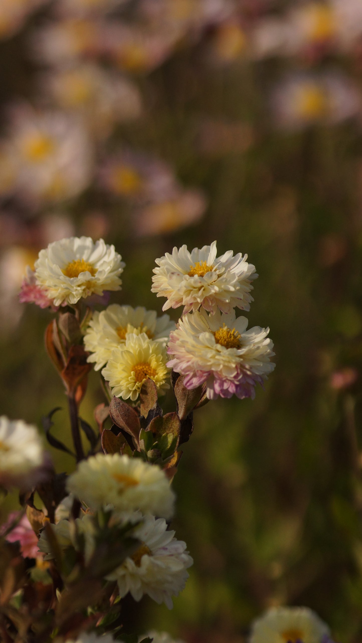 Chrysanthemum Indicum-Hybride 'Poesie' - Herbst-Chrysantheme