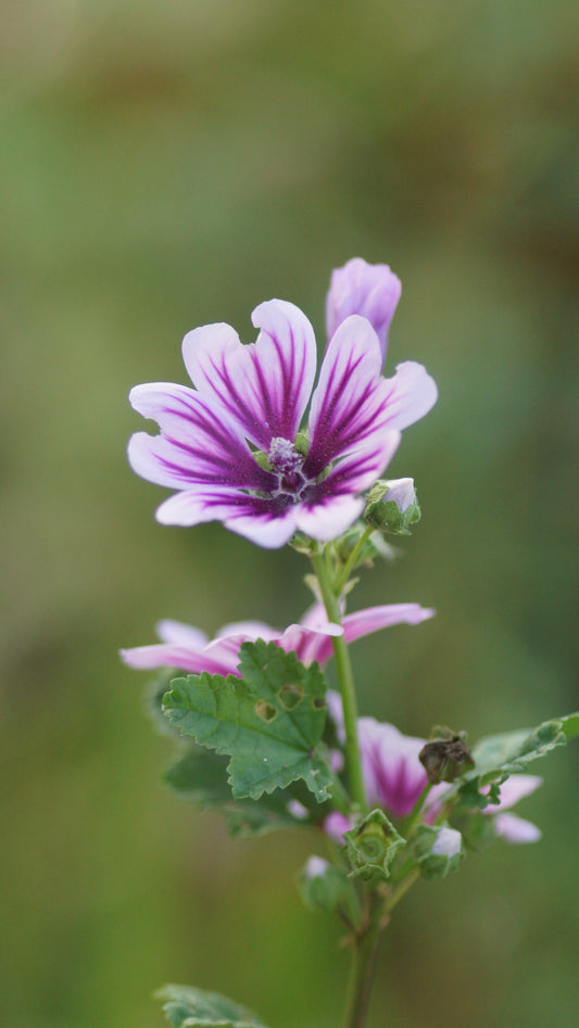 Malva sylvestris 'Zebrina' - Wilde Malve