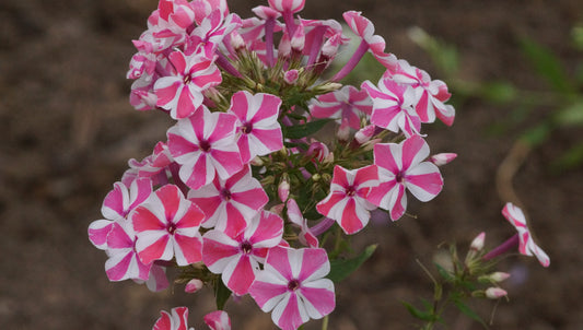 Phlox paniculata 'Peppermint Twist' - Hoher Stauden-Phlox