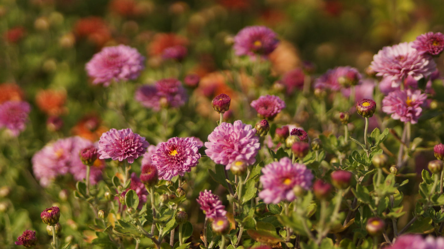 Chrysanthemum Indicum-Hybride 'Rotes Julchen' - Herbst-Chrysantheme