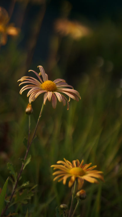 Chrysanthemum Zawadskii-Hybride 'Mary Stoker' - Herbst-Chrysantheme