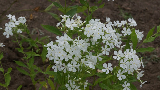 Phlox paniculata 'Casablanca' - Hoher Stauden-Phlox