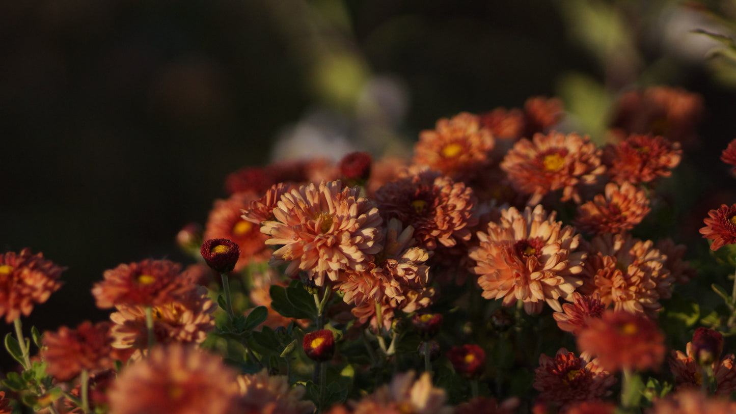 Chrysanthemum Indicum-Hybride 'Herbstbrokat' - Herbst-Chrysantheme