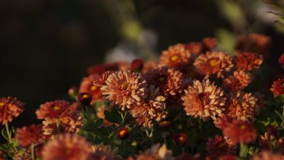 Chrysanthemum Indicum-Hybride 'Herbstbrokat' - Herbst-Chrysantheme