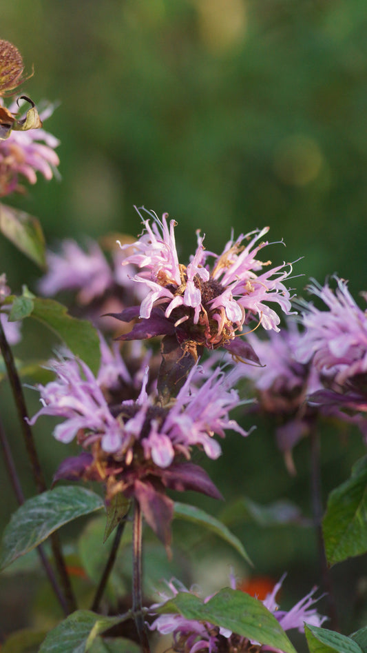 Monarda Fistulosa-Hybride 'Beauty of Cobham' - Goldmelisse